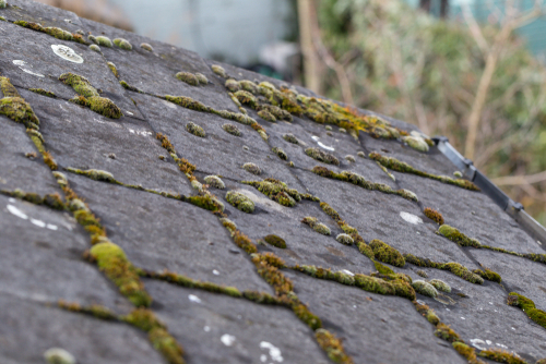 moss growing on roof shingles